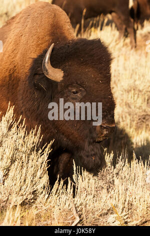 Bison (Bison bison) Portrait d'un bison, Yellowstone NP, WY, États-Unis d'Amérique Banque D'Images