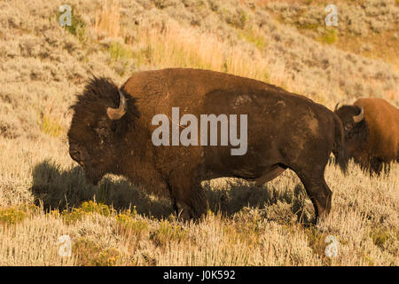 Bison (Bison bison) Profil d'un bison mâle, Yellowstone NP, WY, États-Unis d'Amérique Banque D'Images