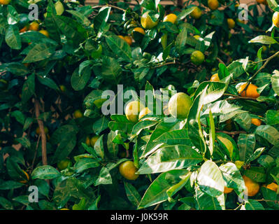 La maturation sur l'arbre une mandarine. Mandariniers monténégrine. La mandarine accueil jardin. Beaucoup de fruits sur l'arbre. Pas encore mûres. Banque D'Images