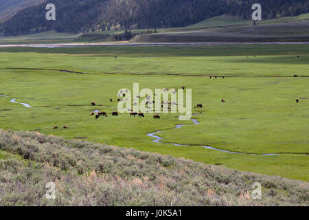 Bison (Bison bison) troupeau dans l'Lamar Valley, Yellowstone NP, WY, États-Unis d'Amérique Banque D'Images