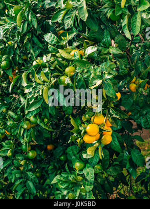 La maturation sur l'arbre une mandarine. Mandariniers monténégrine. La mandarine accueil jardin. Beaucoup de fruits sur l'arbre. Pas encore mûres. Banque D'Images