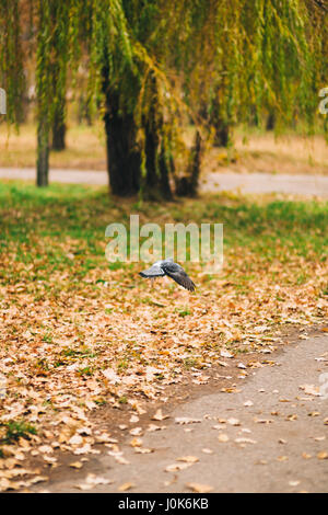 La colombe vole dans le parc. Automne feuillage jaune avec le parc. Banque D'Images