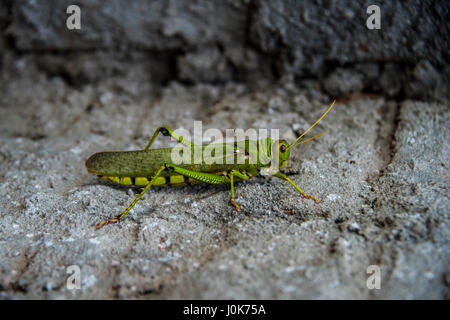 Un géant américain du Sud sauterelle (Tropidacris violaceus) sur un mur Banque D'Images