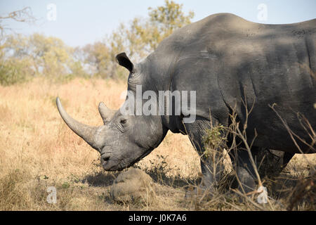 White Rhino immobile dans l'ombre d'un arbre dans le Parc National Kruger Banque D'Images