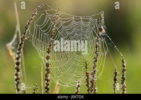 Matin brumeux des toiles d'araignée s'étire à travers les plantes de prairie sauvage Pulborough brooks waltham localisation Royaume-uni fils de soie chatoyante humide étincelle dans la lumière du soleil Banque D'Images