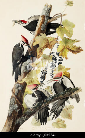 John James Audubon - peinture d'oiseaux le grand pic, Étude pour Havell, préparatoire pour les oiseaux d'Amérique. Banque D'Images