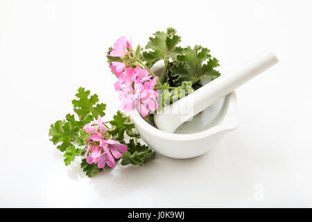 Fresh a fleuri de la citronnelle dans un mortier sur fond blanc Banque D'Images