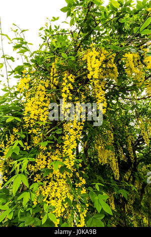 Laburnum anagyroides laburnum commune en pleine floraison Banque D'Images