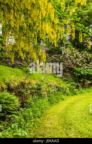 Laburnum anagyroides commune en pleine floraison Banque D'Images