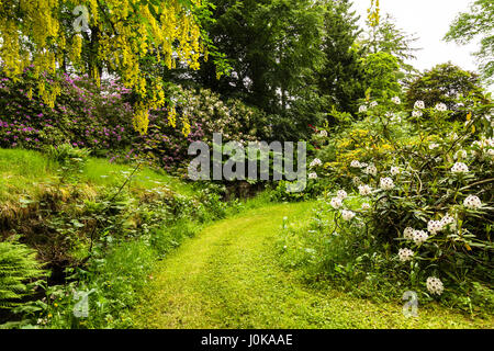 Laburnum anagyroides commune en pleine floraison Banque D'Images