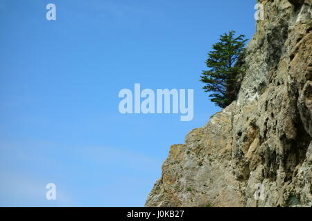 Arbre généalogique déterminé est seul sur la falaise Banque D'Images