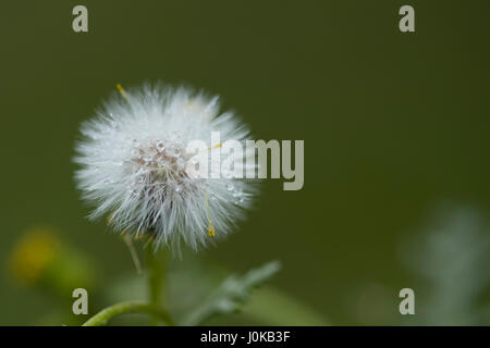 Graines blanches avec dewdrops Banque D'Images