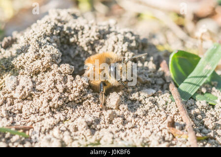 Femme seule abeille sable dans son trou sur le terrain Banque D'Images