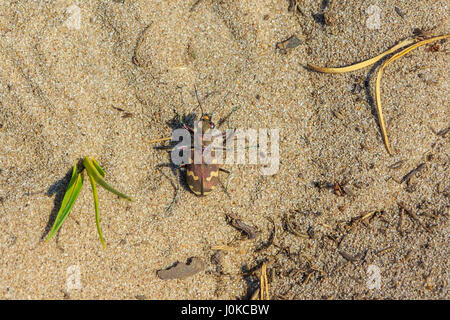 Dune Cicindela maritima sur le sable Banque D'Images