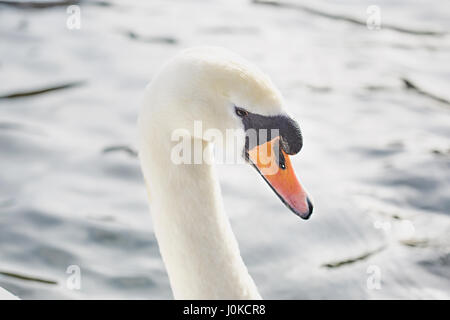 Tête de cygne sur le fond de la mer Banque D'Images