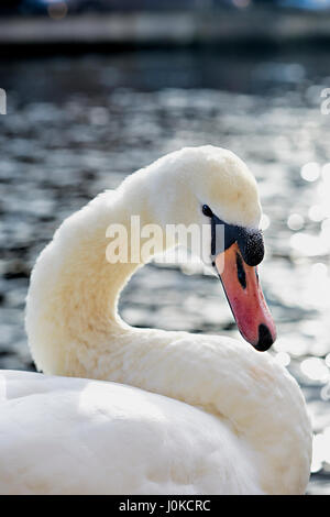 Tête de cygne sur le fond de la mer Banque D'Images
