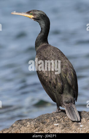 Shag Phalcrpcorax Aristotelis (Desmarestii), Majorque, Balerarics, Espagne Banque D'Images