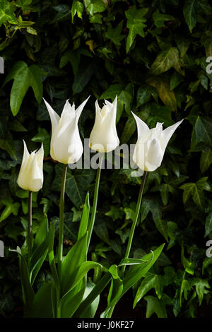 Tulipa Sapporo / jaune pâle au Lys Blanc Tulip en forme Banque D'Images