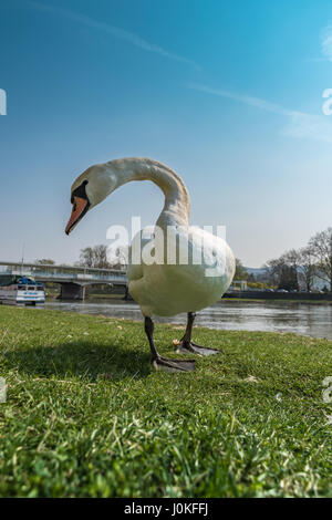 White Swan est me regarde à la rive Banque D'Images