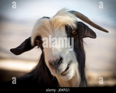 Chèvre omanais, Jebel Shams, Oman Banque D'Images