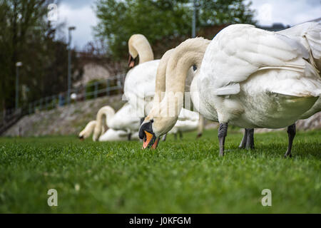 Troupeau de cygnes blancs est manger et se détendre sur l'herbe verte de la rive Banque D'Images