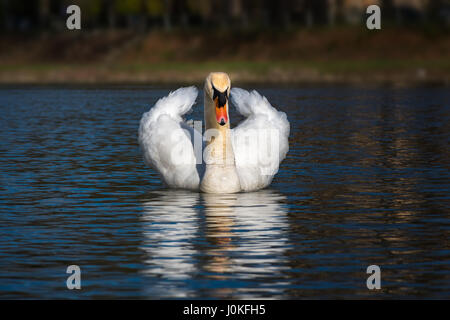 White Swan (dreak) flottant sur la rivière Banque D'Images