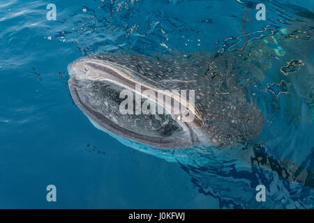 Rhincodon typus Cenderawasih Bay, en Papouasie occidentale, en Indonésie Banque D'Images