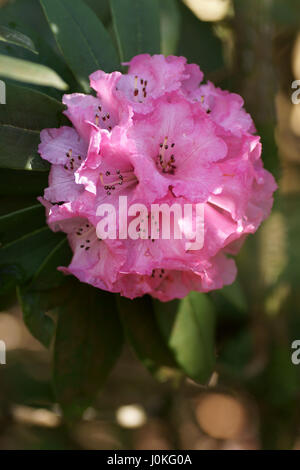 Tanastylum pennivenium à Rhododendron var. Clyne gardens, Swansea, Pays de Galles, Royaume-Uni. Banque D'Images