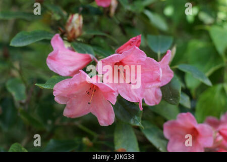 Rhododendron 'Winsome' Banque D'Images