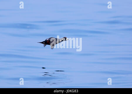 L'Arlequin plongeur (Histrionicus histrionicus) Homme volant au-dessus de l'eau de mer en hiver Banque D'Images