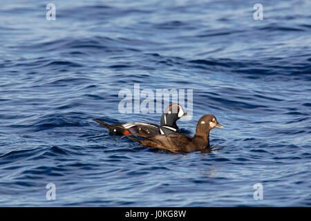 L'Arlequin plongeur (Histrionicus histrionicus) paire, mâle et femelle natation en mer en hiver Banque D'Images