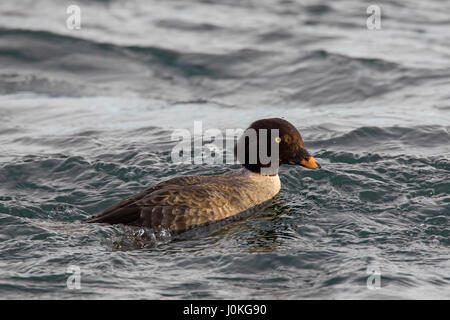 Garrot d'Islande (Bucephala islandica) femmes natation en mer, de l'Islande Banque D'Images