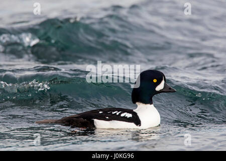 Garrot d'Islande (Bucephala islandica) masculin natation en mer, de l'Islande Banque D'Images