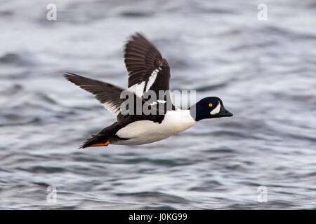 Garrot d'Islande (Bucephala islandica) mâle en vol au dessus de l'eau de mer, l'Islande Banque D'Images