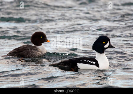 Garrot d'Islande (Bucephala islandica) paire, mâle et femelle natation en mer, de l'Islande Banque D'Images