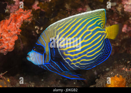 Angelfish Pomacanthus imperator, empereur, Bali, Indonésie Banque D'Images