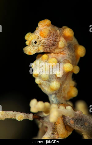 Bargibanti Hippocampe pygmée Hippocampus bargibanti,, Bali, Indonésie Banque D'Images