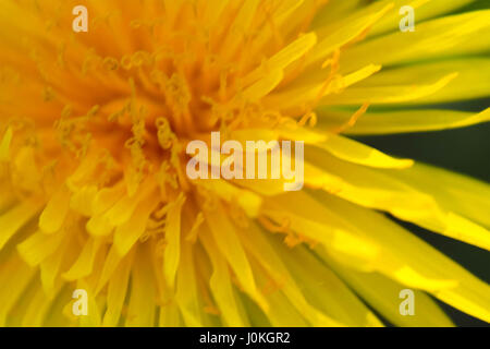Plan macro sur centre d'un pissenlit en fleur Banque D'Images