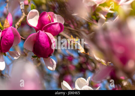 La fleur de Magnolia Magnolia grandiflora Banque D'Images