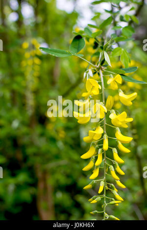 Douche d'or, arbre belle fleur jaune nom est Cassia fistula Banque D'Images