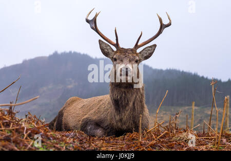 Wild Red Deer Stag, Glen Etive, Ecosse Banque D'Images