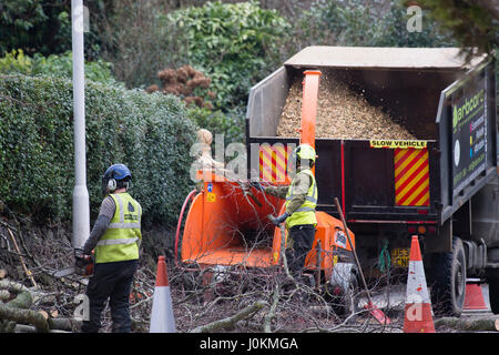 Un ouvrier portant l'équipement de sécurité personnelle complète l'alimentation lopped branches d'un arbre malade dans une déchiqueteuse pour la conversion dans les copeaux de bois, UK Banque D'Images