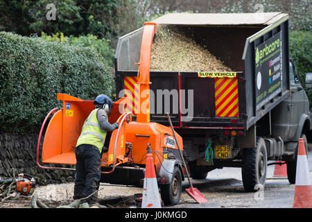 Un ouvrier portant l'équipement de sécurité personnelle complète l'alimentation lopped branches d'un arbre malade dans une déchiqueteuse pour la conversion dans les copeaux de bois, UK Banque D'Images