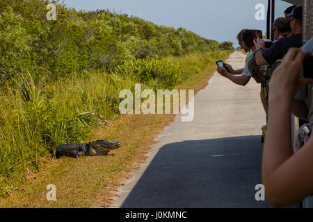 Les touristes sur le Tram à Alligatorr à dans la région de Shark Valley Parc National des Everglades en Floride Banque D'Images