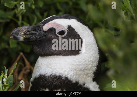 Putois (Spheniscus demersus), portrait, Bouldersbeach, Simonstown, Province de Western Cape, Afrique du Sud Banque D'Images