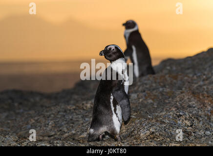 Putois manchots du Cap (Spheniscus demersus) au lever du soleil, Bouldersbeach, Simonstown, Province de Western Cape, Afrique du Sud Banque D'Images