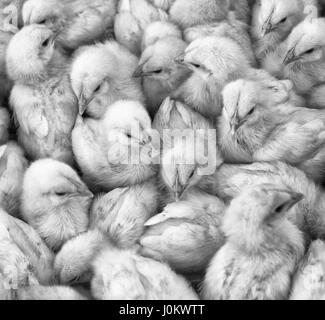 Grand groupe de poussins nouvellement éclos sur une ferme d'élevage de poulets, noir et blanc. Banque D'Images