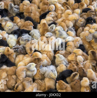 Grand groupe de poussins nouvellement éclos sur une ferme d'élevage de poulets. Banque D'Images