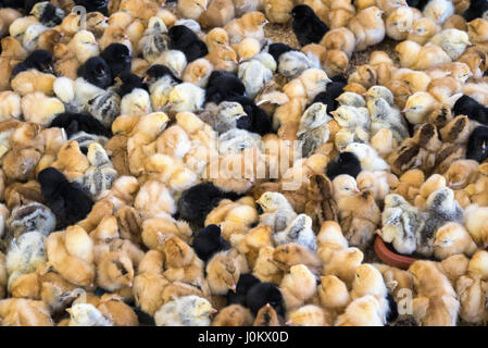 Grand groupe de poussins nouvellement éclos sur une ferme d'élevage de poulets. Banque D'Images