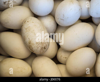 Beaucoup de canard frais oeufs en vente au marché. Banque D'Images